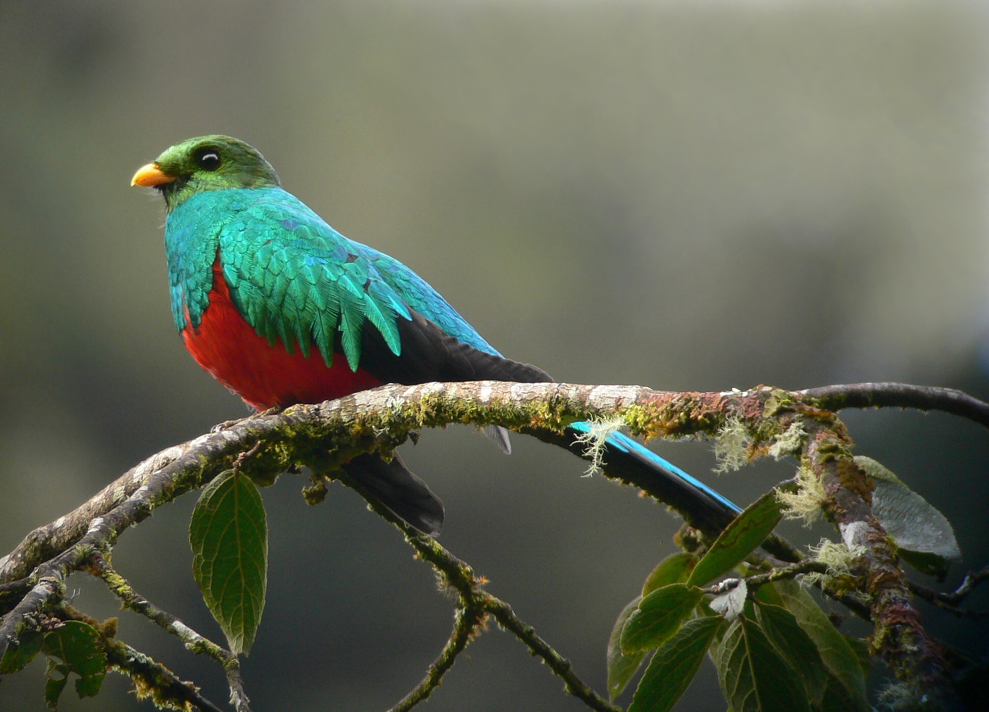 Quetzal